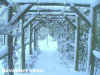 snowpergolaweb.jpg (70588 bytes)